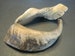 1 Natural Goat Horn - Craft Sized 4-7' Ethically Taken Goat Horns; Jewelry Making, Craft Projects, CosPlay - 1 Per Pack #5 