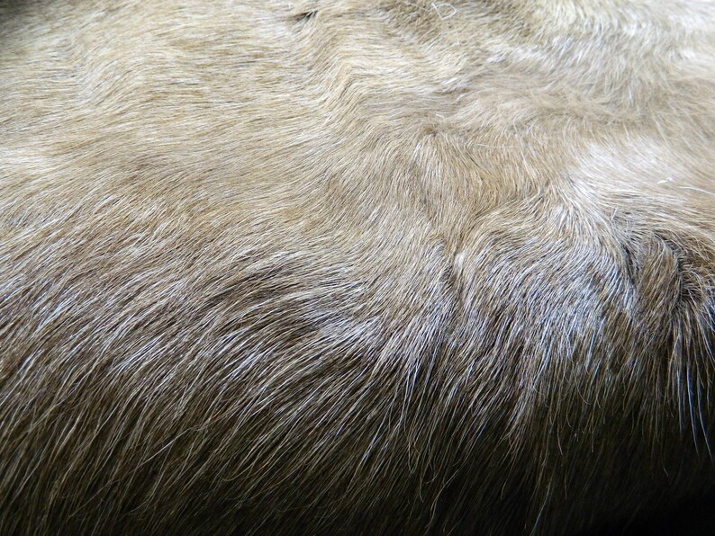 Real Natural Reindeer Fur Hide Professionally Tanned and Ready For Crafts or Decor RD03 White Brown Tanned Reindeer Half Hide From Finland