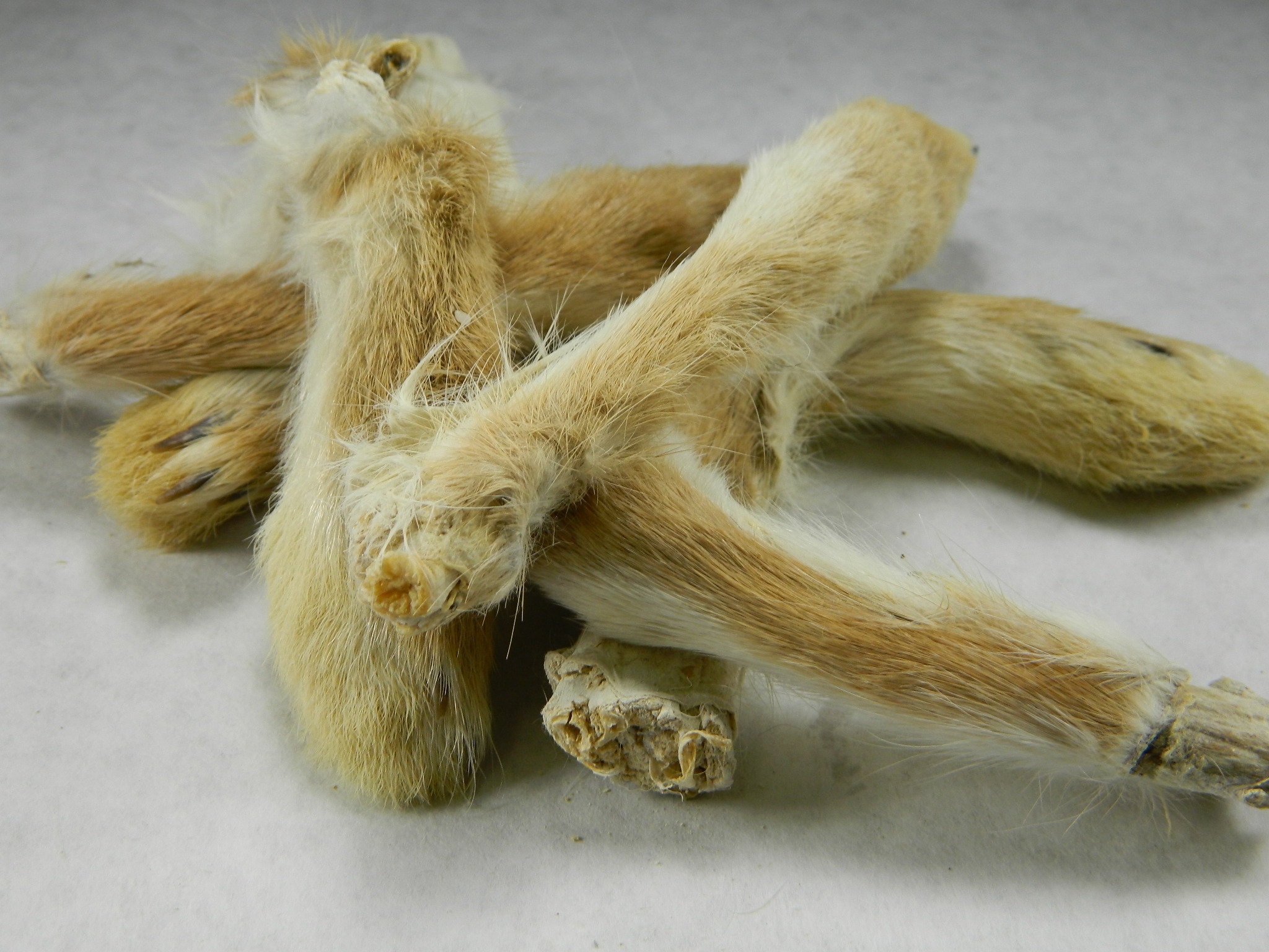 1 Lucky Real Rabbits Foot Taxidermy Midwest Rabbits Foot Etsy