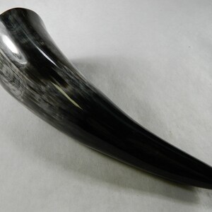 Small Polished Bull Horn: Ethically Harvested, Rustic Decor, Cosplay Prop