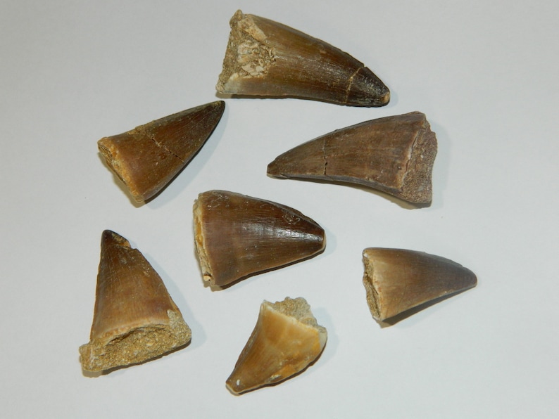 dinosaur tooth fossil