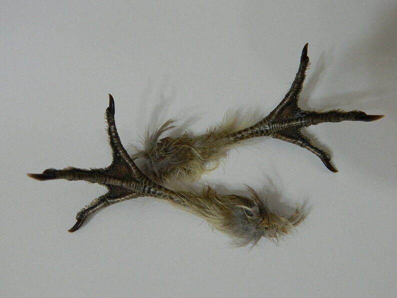 Dried Ruffed Grouse Bird Feet Single or Matched Pair Grouses Etsy