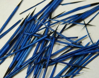 10/25 Blue Dyed North American Porcupine Quills - Craft Sized Real Porcupine Quills; Jewelry Making, Scrap Booking, Craft Projects #54