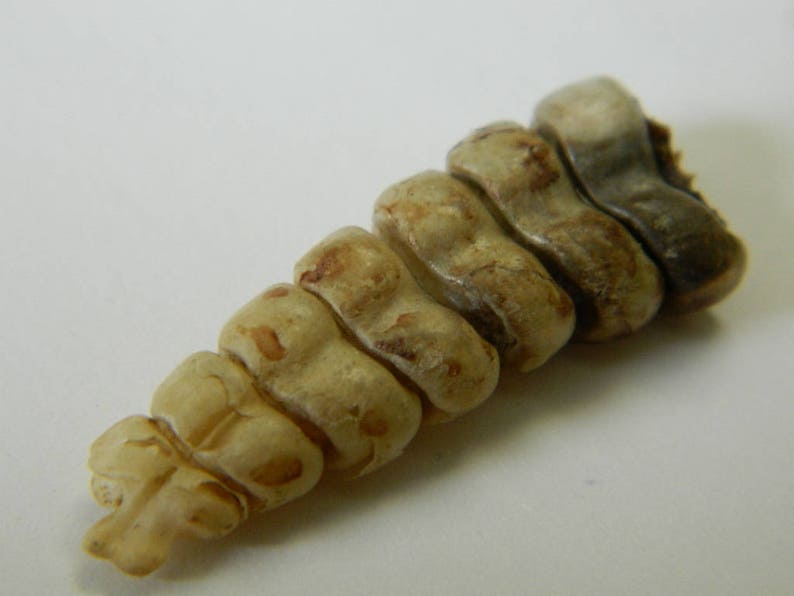 1 Rattlesnake Rattle Med Large & XL Rattlesnake Rattlers Etsy