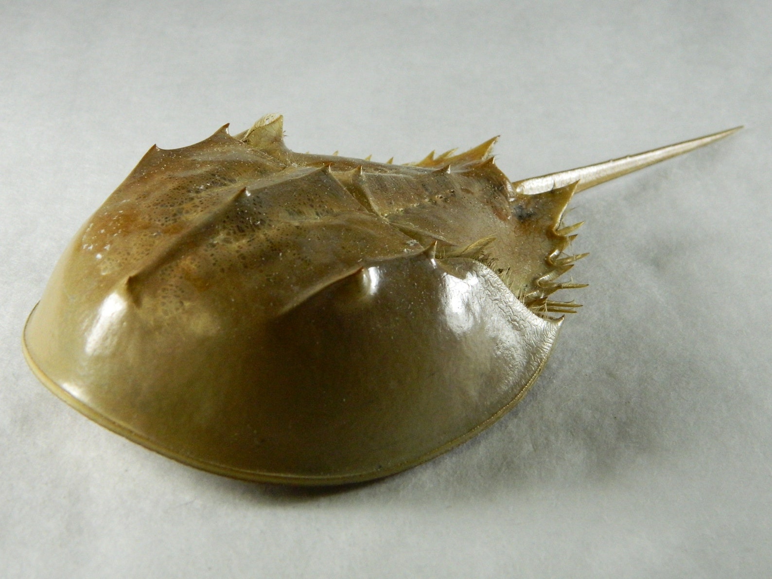 1 Dried Molted Horseshoe Crab Shell Specimen 79 Inch Etsy