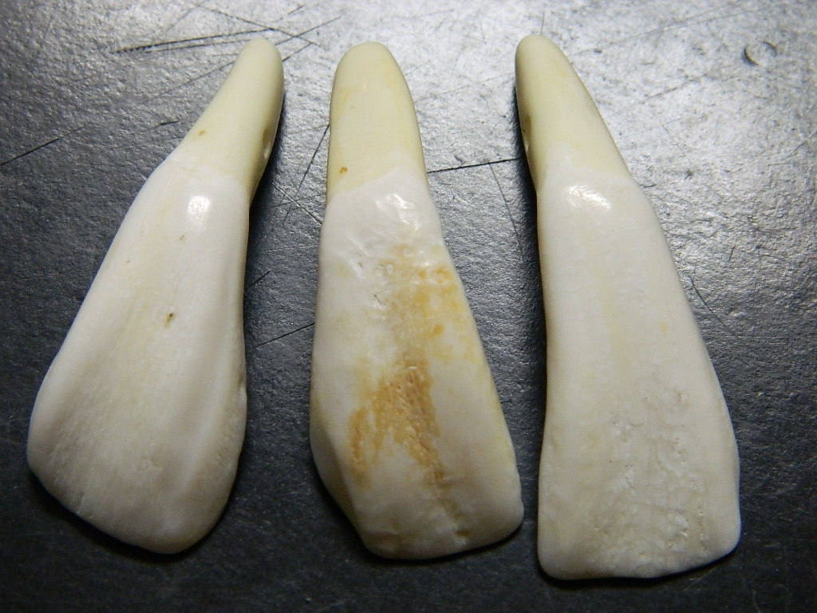 1 Large Water Buffalo Tooth Amulet Authentic Water Buffalo Etsy