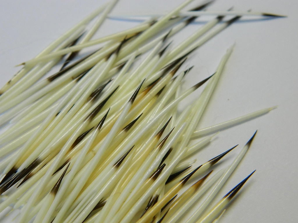 10/25 North American Porcupine Quills Craft Sized Real Etsy