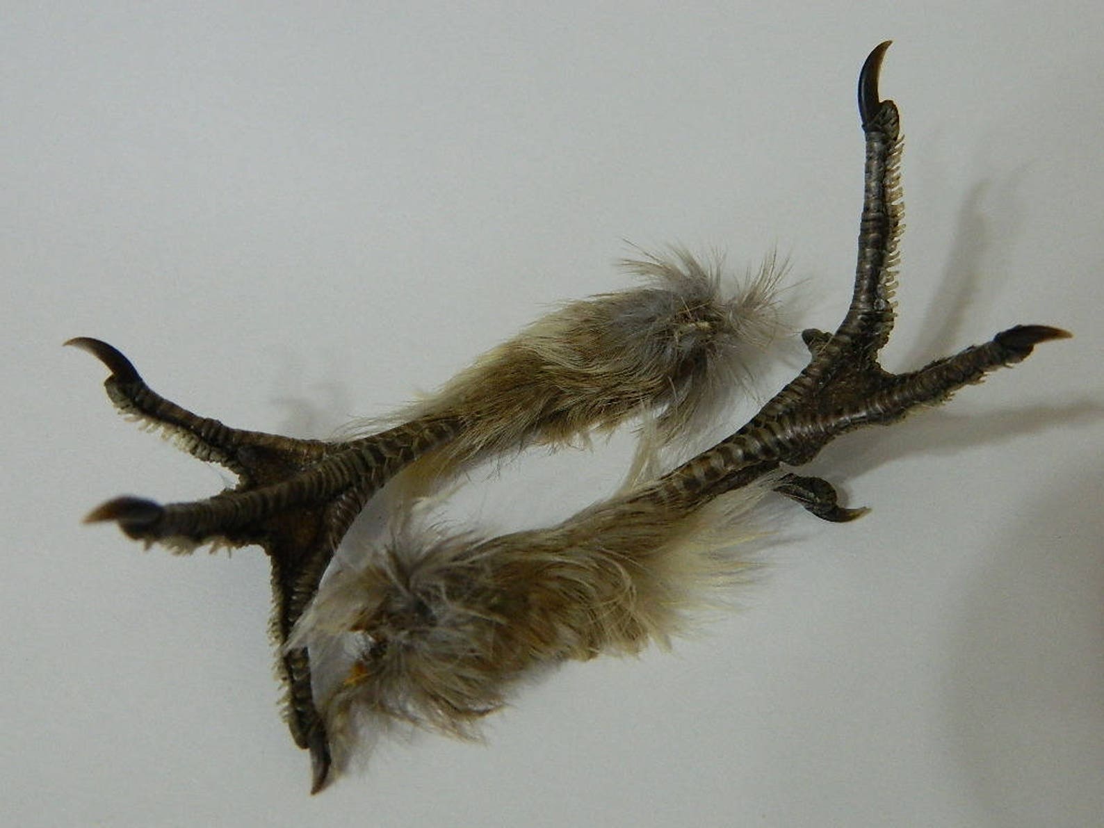 Dried Ruffed Grouse Bird Feet Single or Matched Pair Grouses Etsy