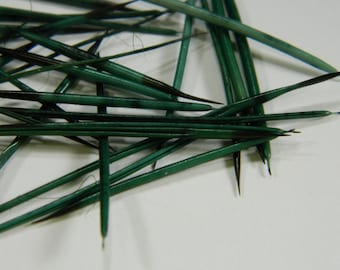 10/25 Green Dyed North American Porcupine Quills - Craft Sized Real Porcupine Quills; Jewelry Making, Scrap Booking, Craft Projects #17