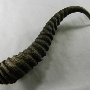 1 African Male Springbok (Springbuck) Horn -Ethically Harvested Springbok Horn From Africa; Crafts, Decor, CosPlay -Springbuck Horn #BlueBin