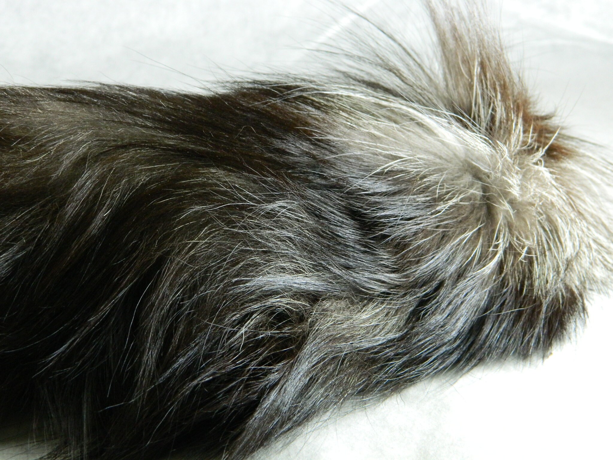 The high-quality fashion of fox tails – Quilters Way