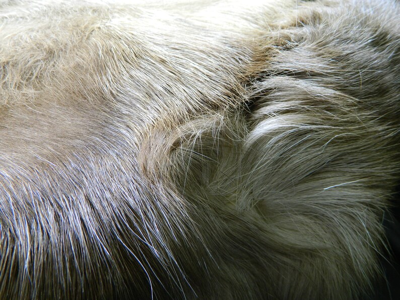 Real Natural Reindeer Fur Hide Professionally Tanned and Ready For Crafts or Decor RD03 White Brown Tanned Reindeer Half Hide From Finland