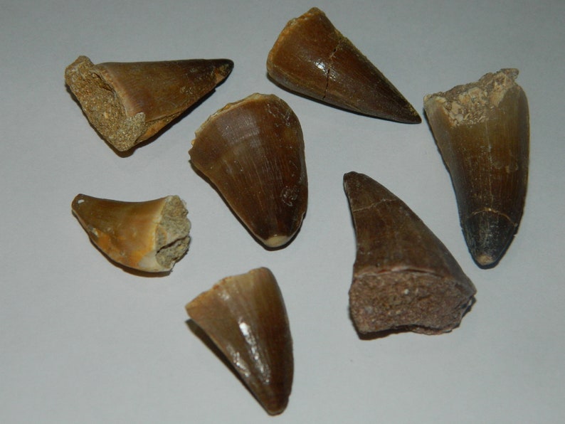 dinosaur tooth fossil