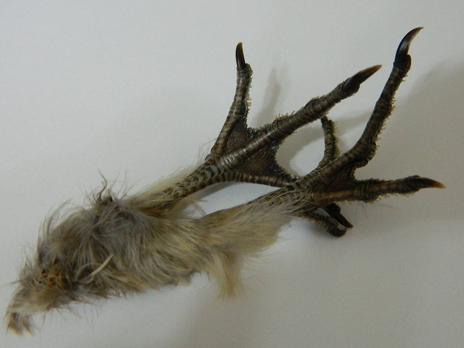 Dried Ruffed Grouse Bird Feet Single or Matched Pair Grouses Etsy