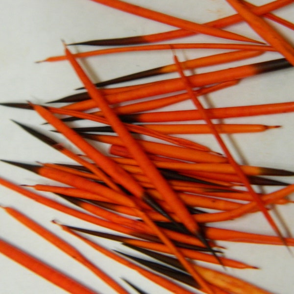 10/25 Red-Orange Dyed North American Porcupine Quills -Craft Sized Real Porcupine Quills; Jewelry Making, Scrap Booking, Craft Projects #102