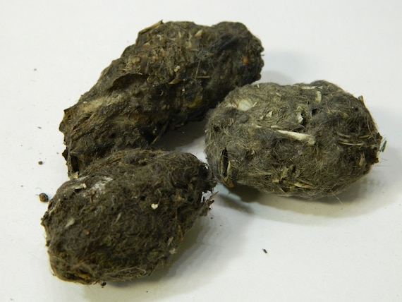 Owl Pellets