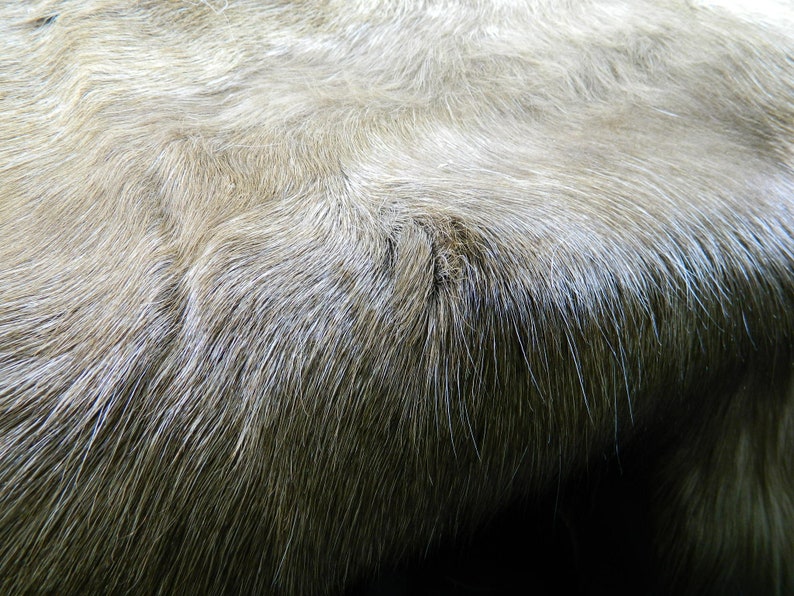 Real Natural Reindeer Fur Hide Professionally Tanned and Ready For Crafts or Decor RD03 White Brown Tanned Reindeer Half Hide From Finland