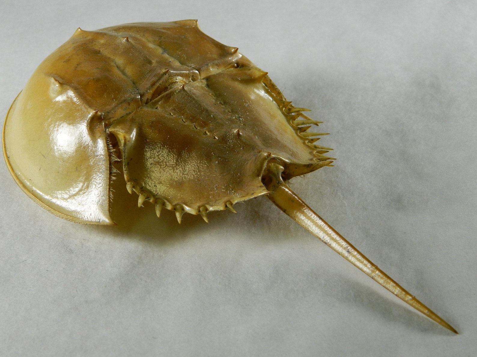 1 Dried Molted Horseshoe Crab Shell Specimen 79 Inch Etsy