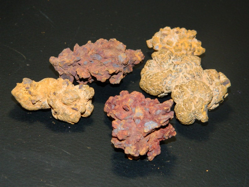 3 Sizes Small Coprolite Dinosaur Dung Fossil Ancient | Etsy