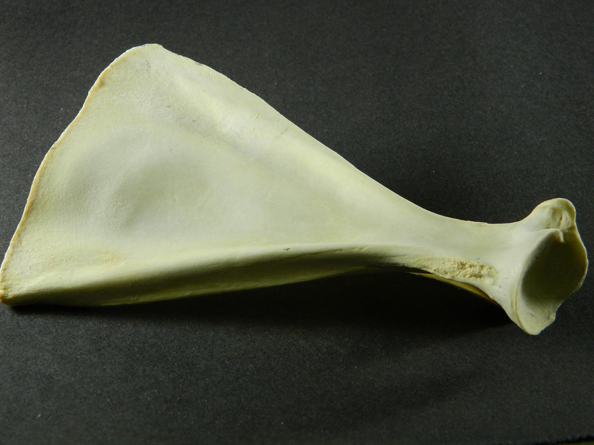 Are Cooked Deer Shoulder Bones Safe For Dogs