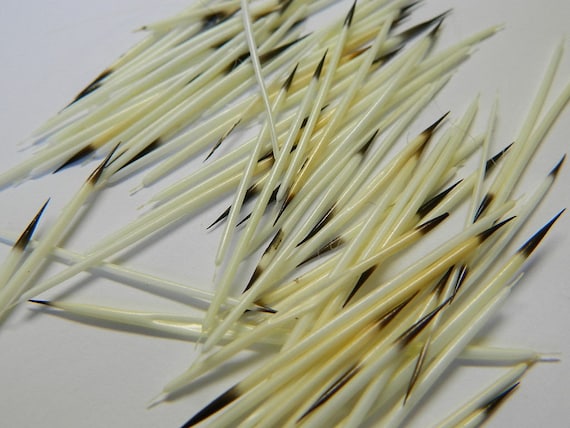 10/25 North American Porcupine Quills Craft Sized Real Porcupine Quills  Jewelry Making, Scrap Booking, Craft Projects 83 