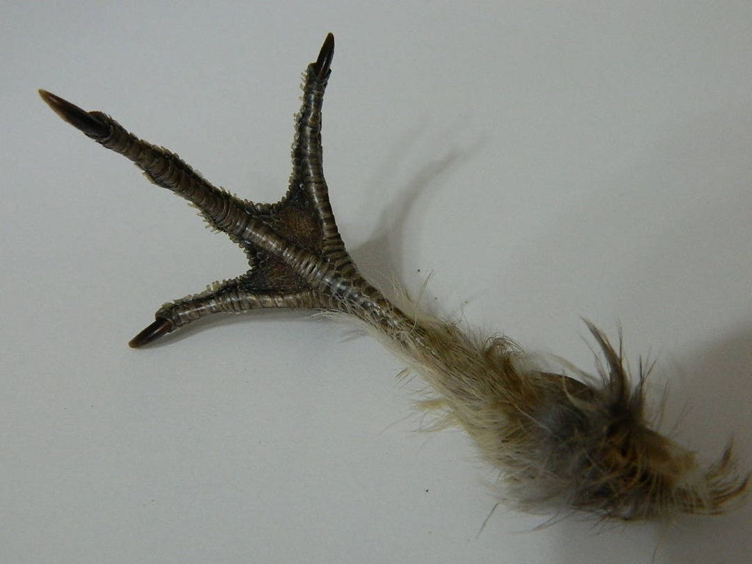 Dried Ruffed Grouse Bird Feet Single or Matched Pair Grouses Birds Feet