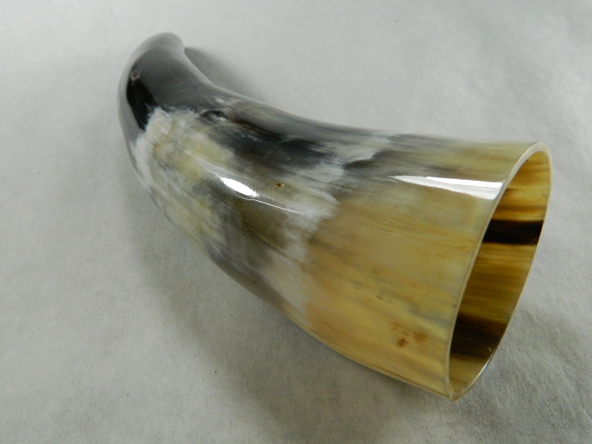 Small Polished Cow Bull Horn Ethically Harvested Bull Horn Etsy