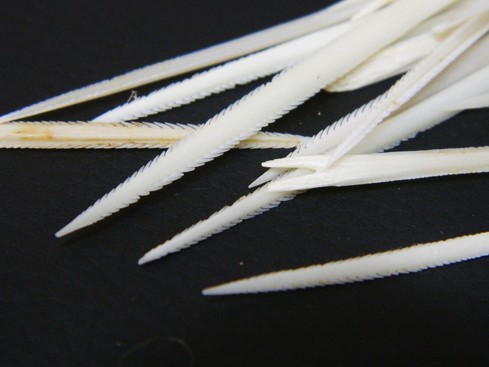 5/10 Real Genuine Stingray Barbs Spine Craft Sized Spine Etsy