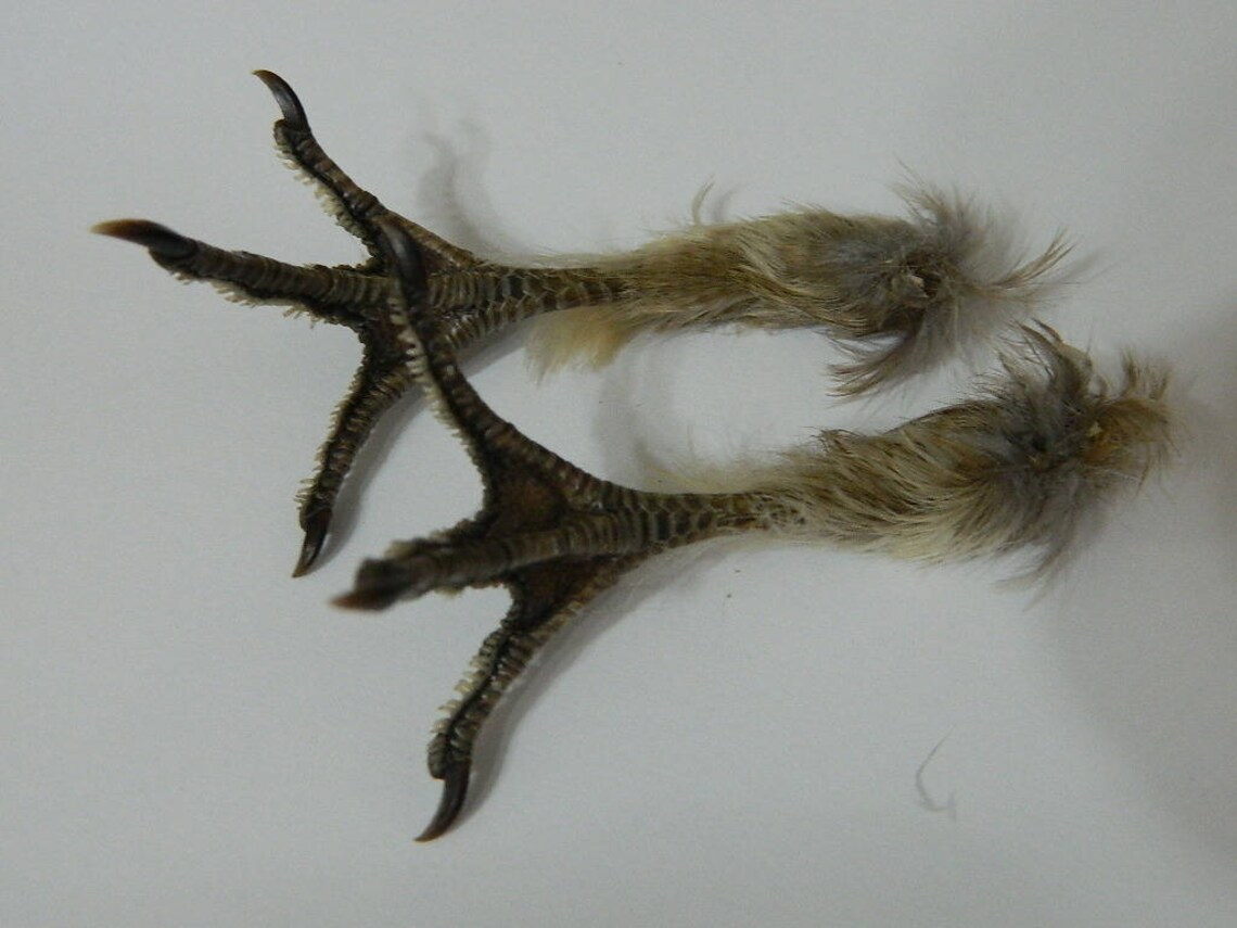 Dried Ruffed Grouse Bird Feet Single or Matched Pair Grouses Etsy