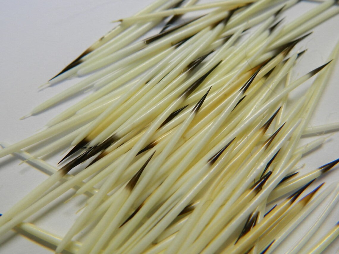 10/25 North American Porcupine Quills Craft Sized Real Etsy