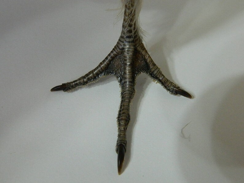 Dried Ruffed Grouse Bird Feet Single or Matched Pair Grouses Etsy