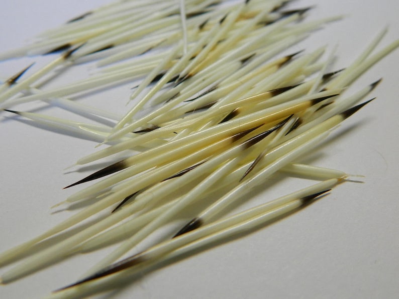 10/25 North American Porcupine Quills Craft Sized Real Etsy