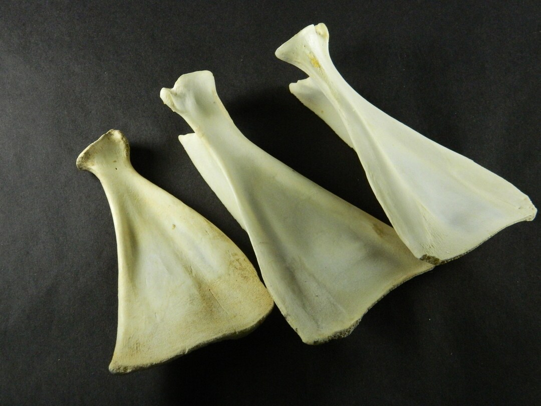 1 Deer Shoulder Blade Bone Commercial Grade 68 Deer Shoulder Blade