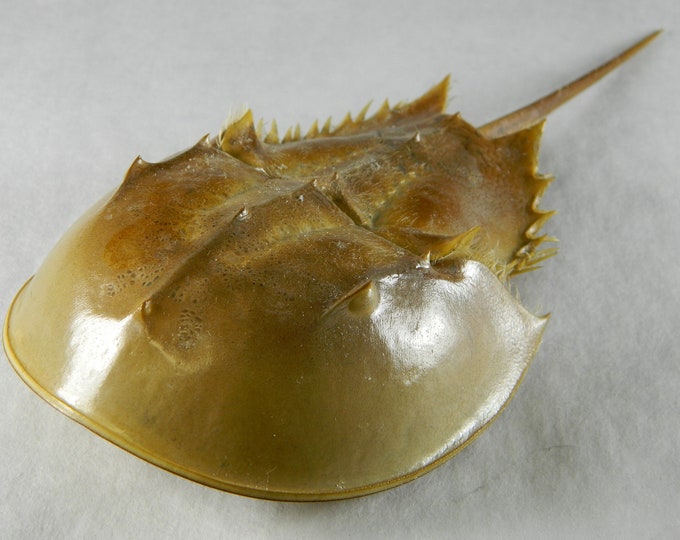 1 Dried Molted Horseshoe Crab Shell Specimen 79 Inch Dried Ocean