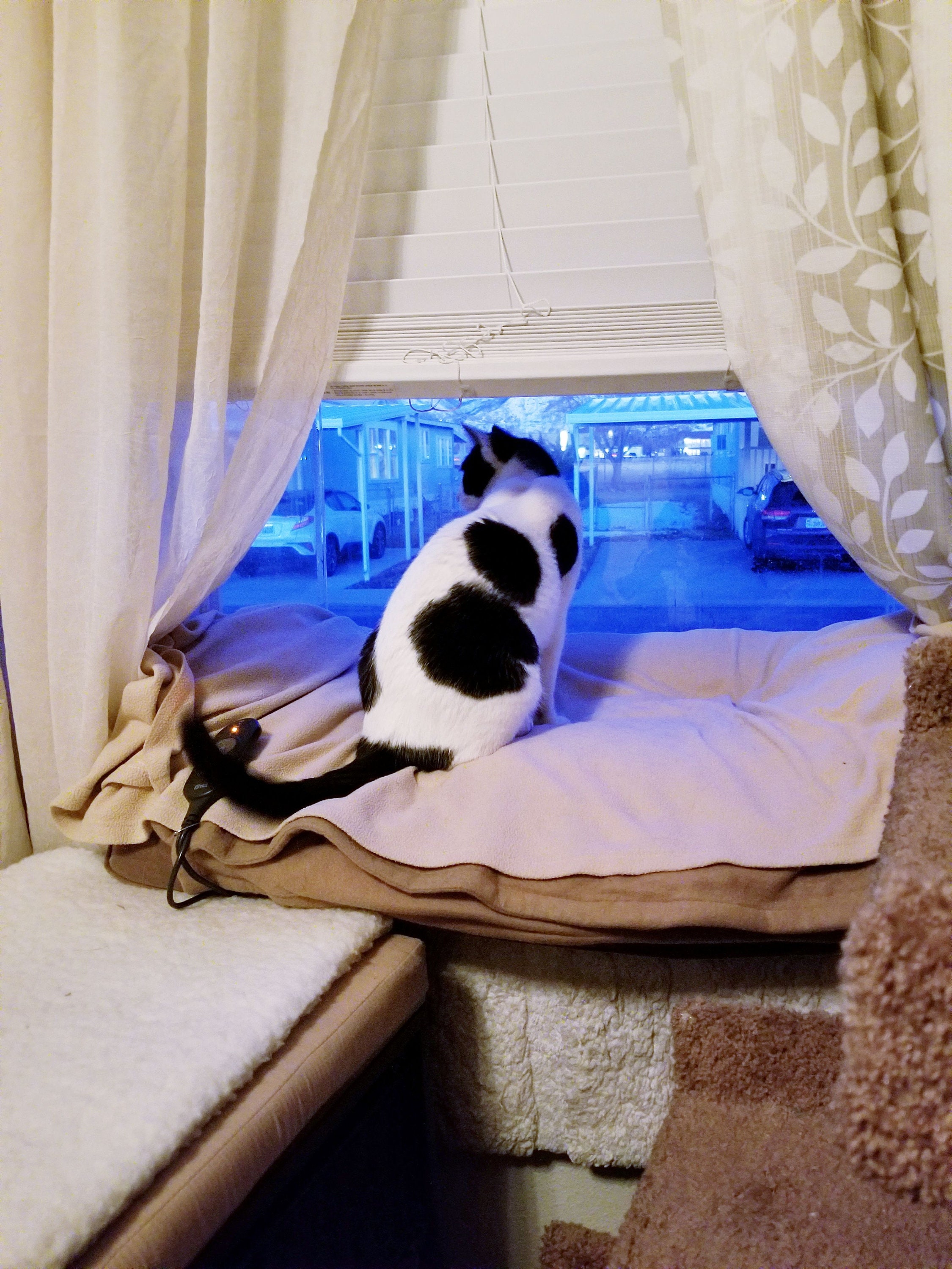 NEW PRODUCT Kitty Condo Window Mt Box Gives Kitty a 360 Etsy