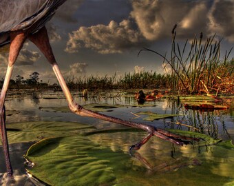 Fine Art  bird photography, Florida. Bird, blue heron. marsh, lily, pad. Title: One Giant step for  bird kind