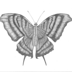 Könnte beinhalten: Eine detaillierte Bleistiftzeichnung eines Schmetterlings mit schwarz-weiß gestreiften Flügeln. Der Schmetterling ist realistisch gezeichnet und hat ein zartes, filigranes Design.