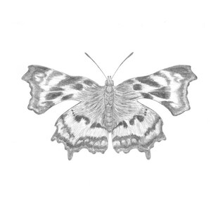 Comma Butterfly Printable art digital download wall art