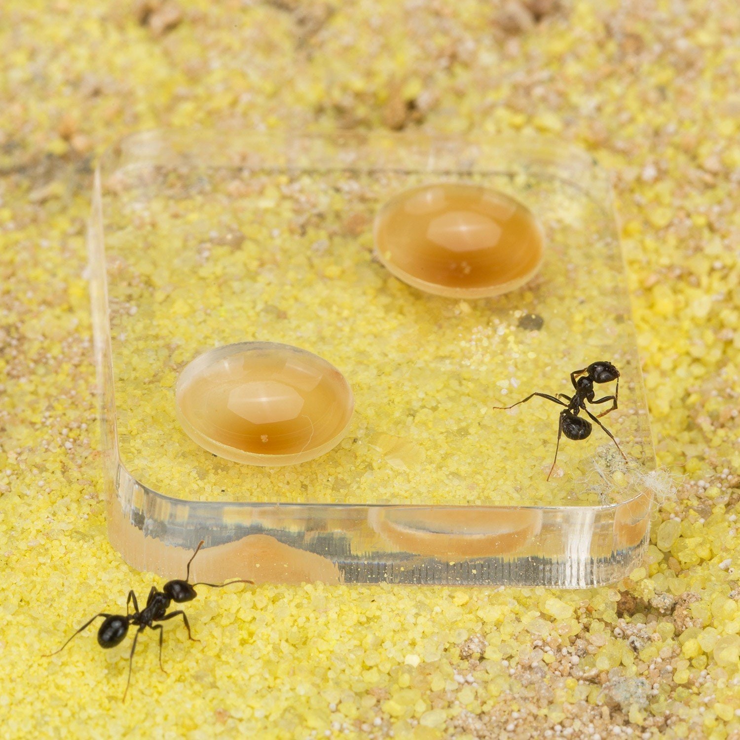 Liukouu Granja de Hormigas, Insecto Hormiguero Nido Granja alimentación  Caja formicario Educativo, hábitat para Hormigas vivas, ecosistema de