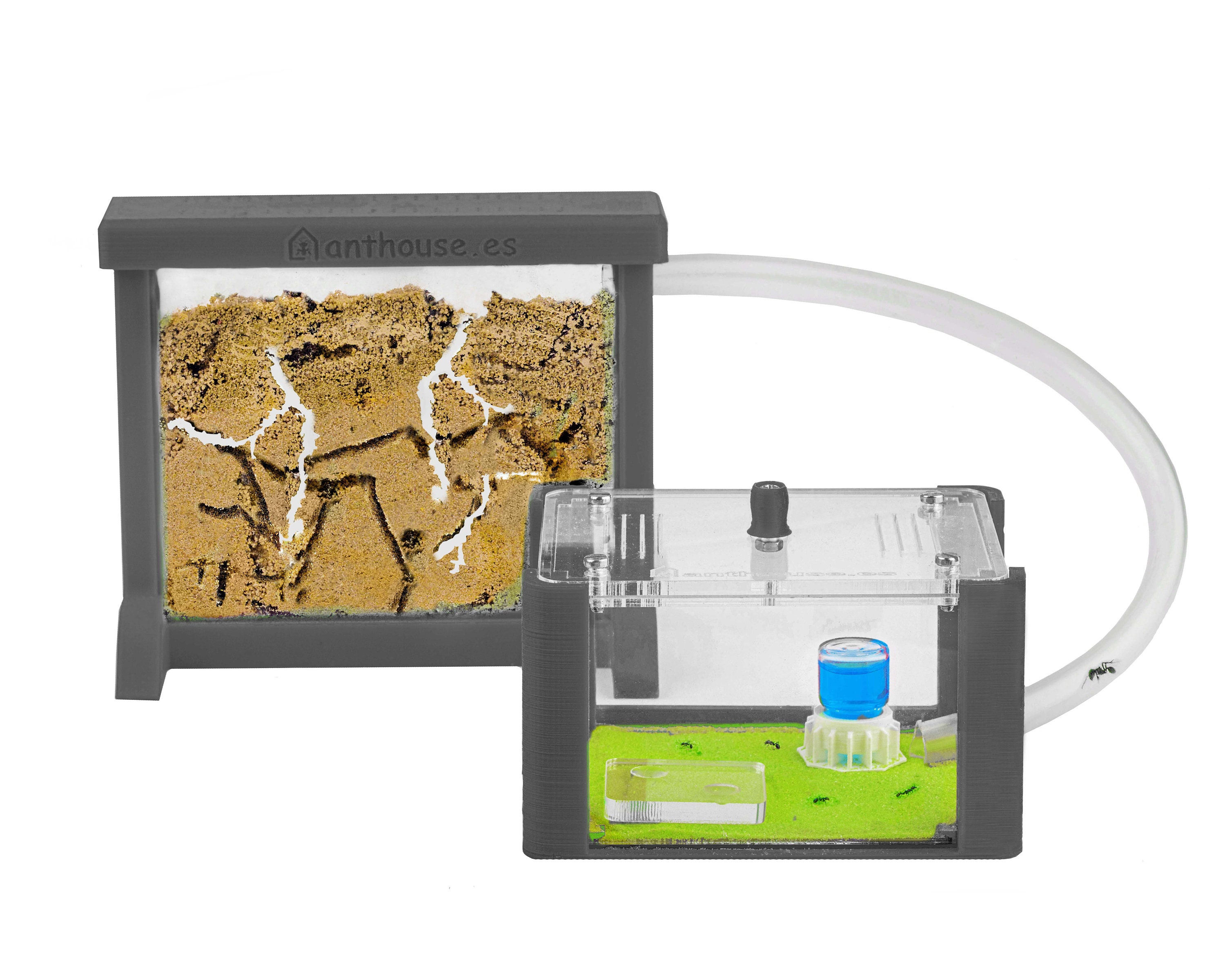 Sand Ant Farm BIG - Anthill, Formicarium, Educational, Ants Sand Ant Farm BIG - Anthill, Formicarium, Educational, Ants