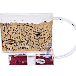 Sand Ant Farm Medium (Anthill, Formicarium, Educational, Ants) (NO ANTS)