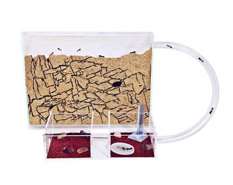 Sand Ant Farm Medium (Hormiguero, Formicarium, Educativo, Hormigas) (SIN HORMIGAS)