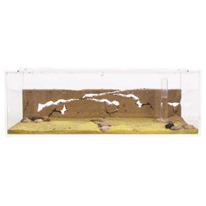 Sand Ant Farm BIG (Anthill, Formicarium, Educational, Ants) NO ANTS