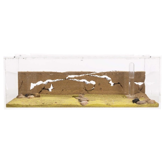 Sand Ant Farm BIG anthill, Formicarium, Educational, Ants NO ANTS - Etsy
