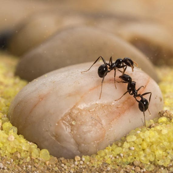 Sand Ant Farm Mini Anthill, Formicarium, Educational, Ants 