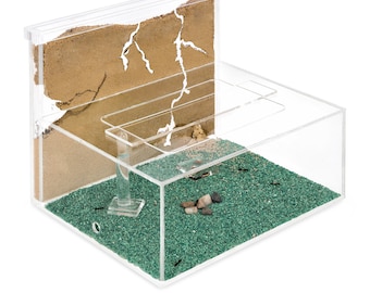 Anthouse - Natural Sand Ants - Kit L (sandwich + Forage Box) (NO