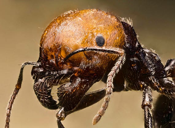 Porte-clés Homme grand modèle LA REINE DES FOURMIS