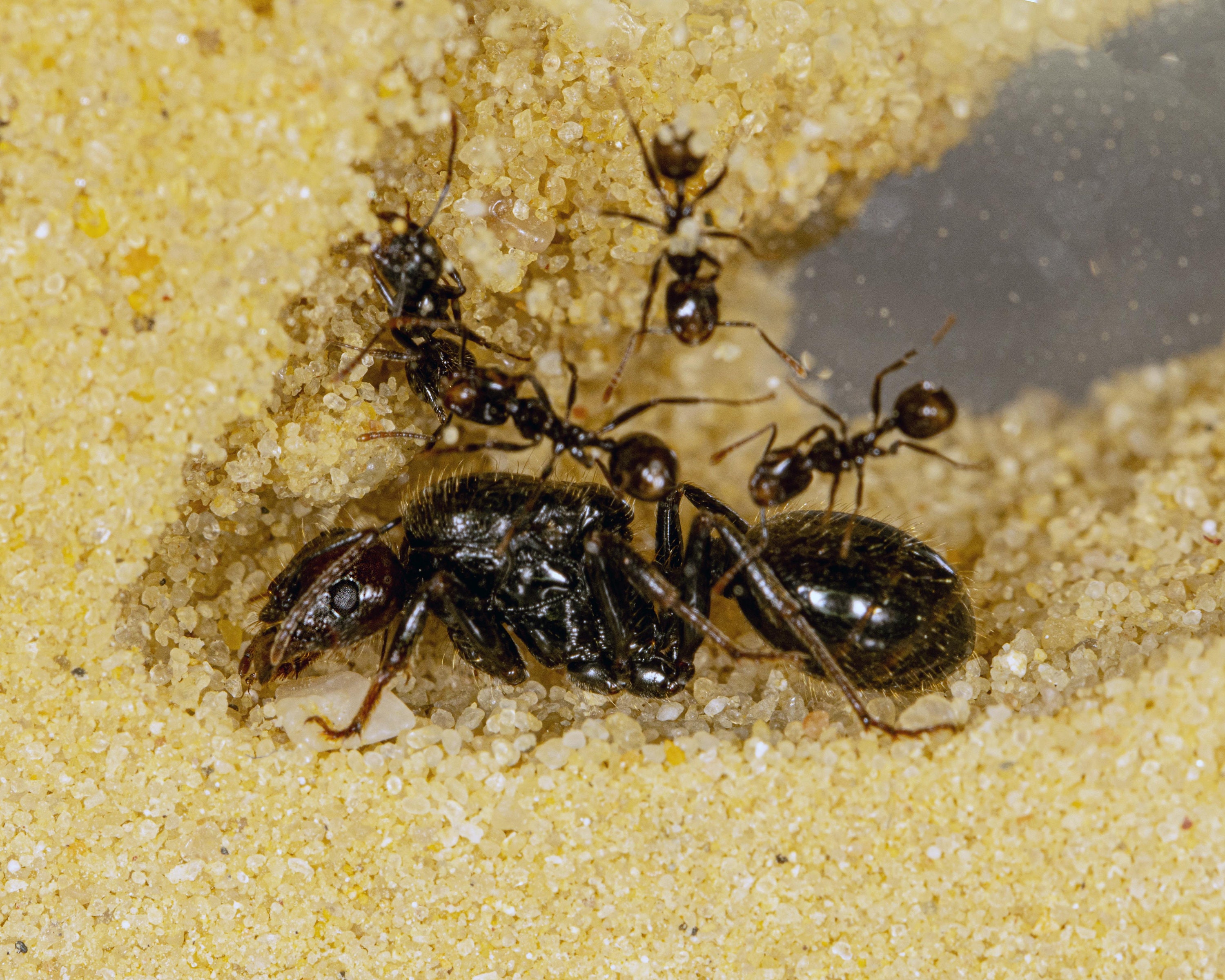 Hormiguero de arena con hormigas gratis y reina Formicarium 