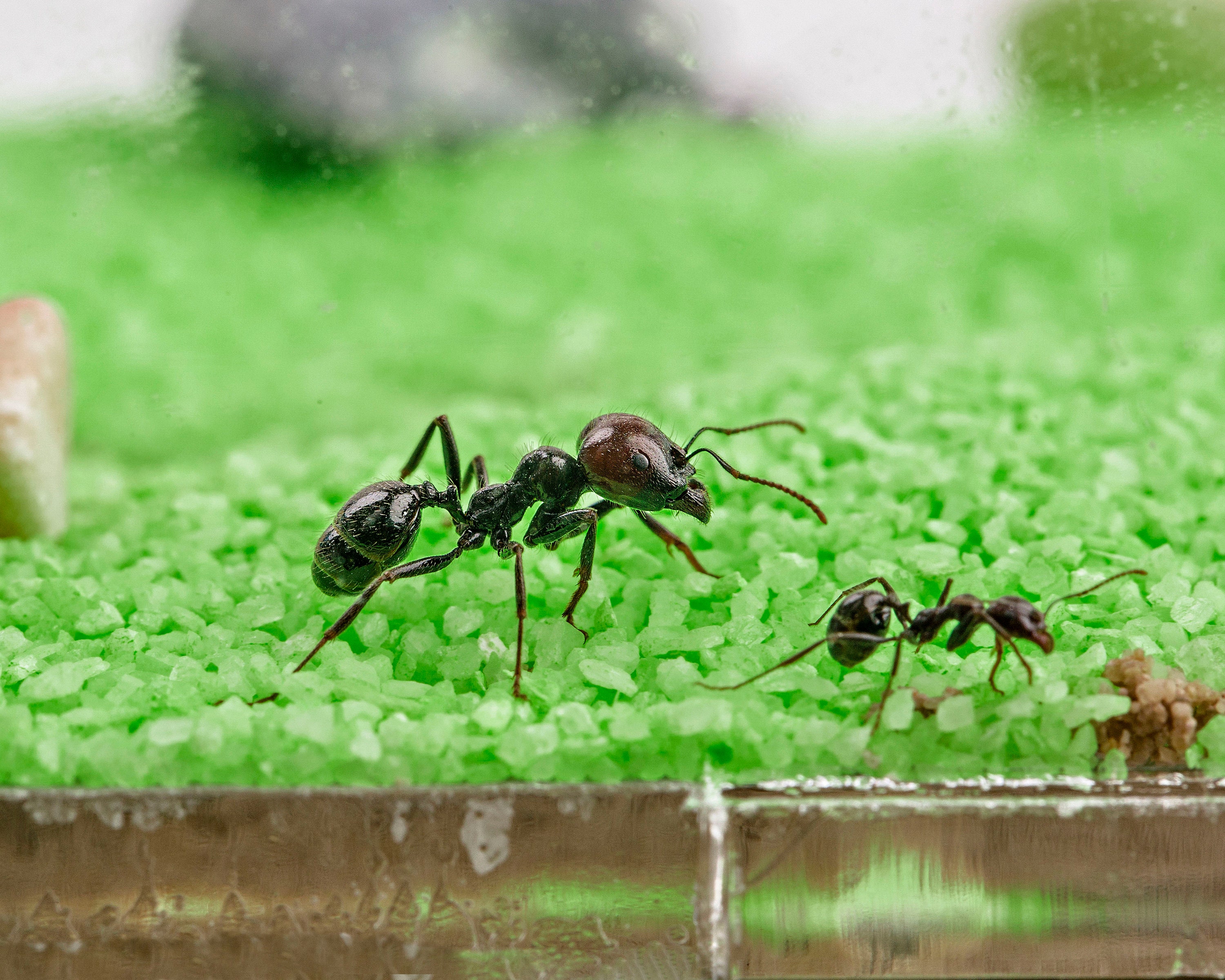 Hormiguero de arena con hormigas gratis y reina Formicarium -  México