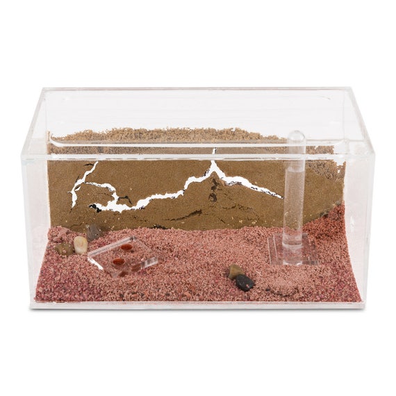 Hormiguero de arena con hormigas gratis y reina Formicarium -  España